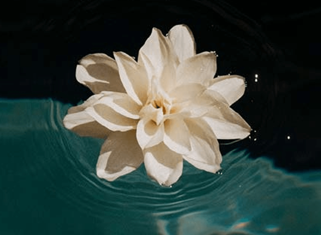 delicate